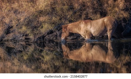 Wild Horses Of The Lower Salt River, Arizona