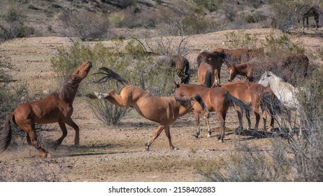 Wild Horses Of The Lower Salt River, Arizona