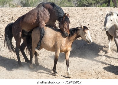 Wild Horses Mating