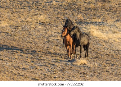 Wild Horses Mating