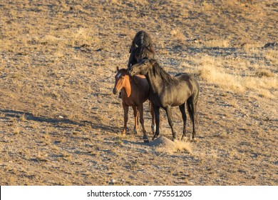 Wild Horses Mating