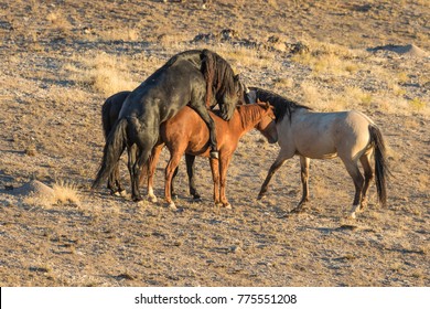 Wild Horses Mating