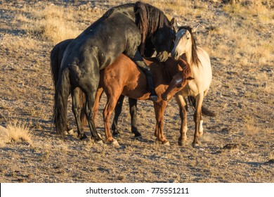 Wild Horses Mating