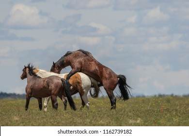 Wild Horses Mating In The Desert