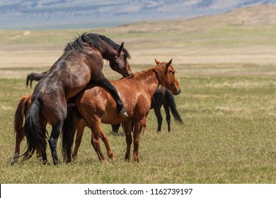 Wild Horses Mating In The Desert