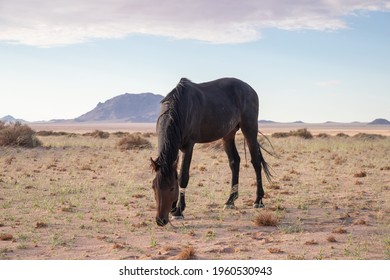 Wild Horses Of The Namib Desert