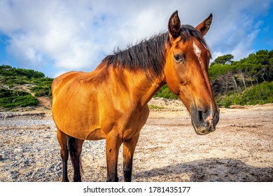 867 Horses mallorca Images, Stock Photos & Vectors | Shutterstock