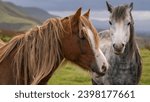 Wild horses near Hay Bluff and Twmpa in the Black Mountains, Brecon Beacons, Wales, UK