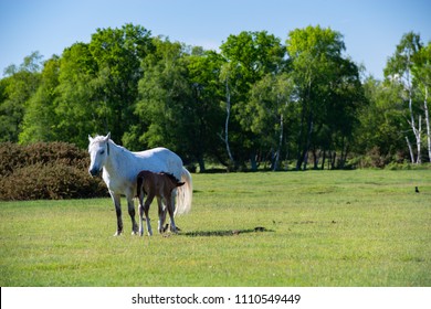 Wild Horses In New Forest UK