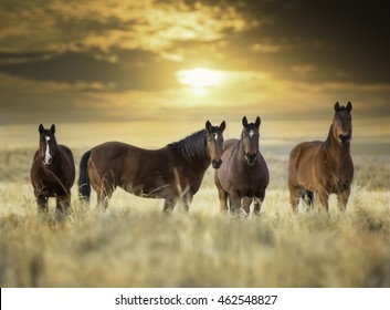 Wild Horses New Mexico 