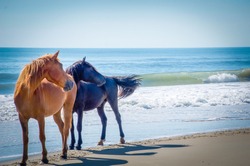 Wild Horses On The Beach 