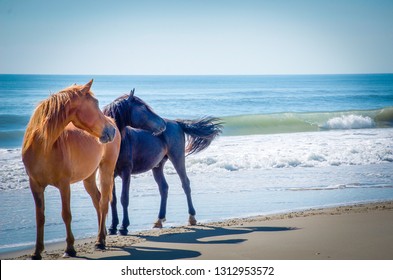 Wild Horses On The Beach 