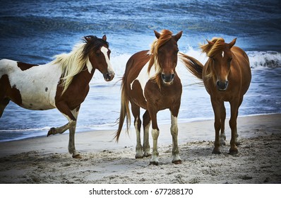 Wild Horses on the beach in Assateague Island