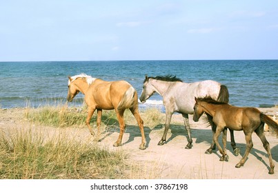 Wild Horses On The Beach. Crimea. Ukraine