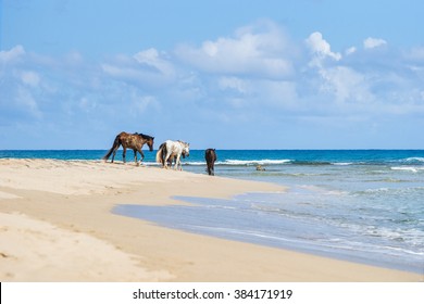 Wild Horses On A Beach In Dominican Republic