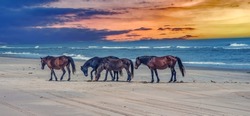 Wild Horses On The Beach On The Outer Banks North Carolina. Corolla Wild Horses At Sunset