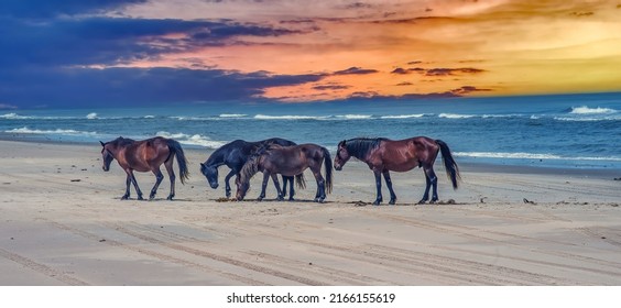 Wild horses on the beach on the Outer Banks North Carolina. Corolla Wild Horses at sunset - Powered by Shutterstock