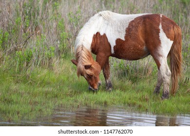 624 Chincoteague Horses Images, Stock Photos & Vectors | Shutterstock