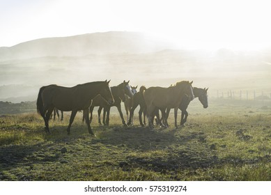 Wild Horses On The Coast In Easter Island, Chile