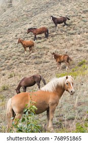 Wild Horses On Dry Slope In Ross River, Yukon, Canada