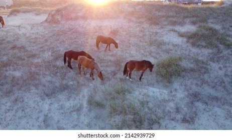 Wild Horses On The Outer Banks NC