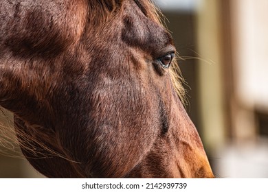 Wild Horses On The Outer Banks NC