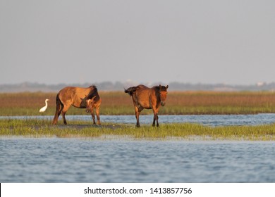 Wild Horses on the Rachel Carson
National Wildlife Refuge of the Coast near Beaufort, North Carolina