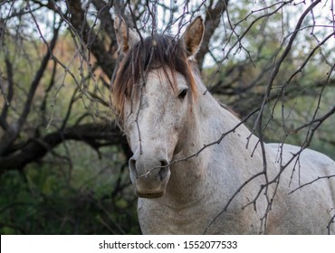 Wild Horses On The Salt River