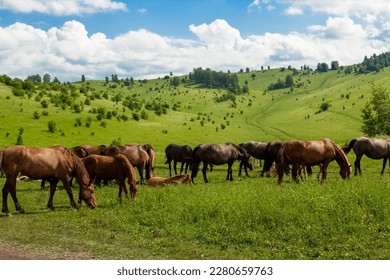 Wild horses outdoor on green meadow. Pasture of horses on sunny summer day, elegant animals on countryside, Altay nature in Russia - Shutterstock ID 2280659763