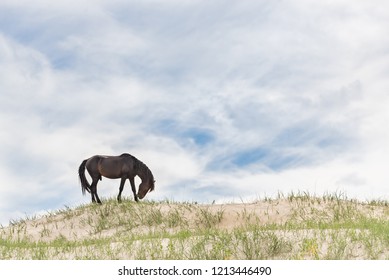 The Wild Horses Of The Outer Banks