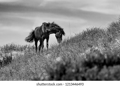 The Wild Horses Of The Outer Banks