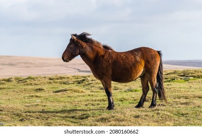 Wild Horses Over Sharpitor In Autumn Colours, Dartmoor National Park, Devon, England, Europe