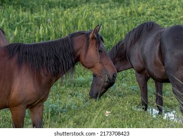 Wild horses of Paynes Prairie in Gainesville , Florida U.S.A. eating grasses in marshy area.  100% free wild horses, not captive 