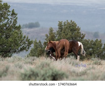 Wild Horses Playing In Steens Mountain