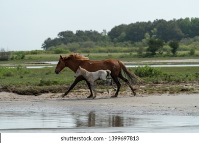 Wild horses and ponies walking and running on beach at Assateague Island during summer.