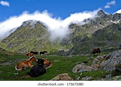 Wild Horses In The Pyrenees - Spain