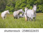 Wild Horses roam freely in the Ozark Scenic Riverways of Missouri