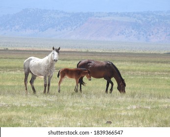 Wild horses roaming the Adobe Valley in the Sierra Nevada Mountains, California. Graceful mustangs of the open range. 