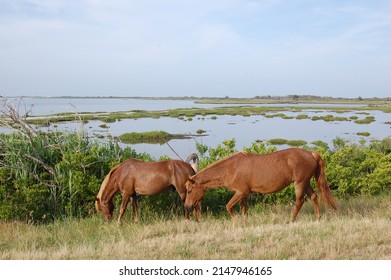 Wild horses roaming the outskirts of Assateague Island, Worcester County, Maryland.