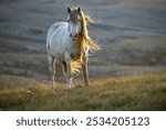 Wild horses roaming the stepes on the  mountain plane planina Cincar above the Bosnian city of Livno