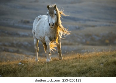 Wild horses roaming the stepes on the  mountain plane planina Cincar above the Bosnian city of Livno - Powered by Shutterstock