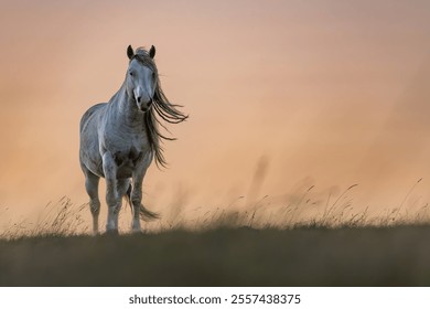 Wild horses roaming the stepes on the  mountain plane planina Cincar above the Bosnian city of Livno - Powered by Shutterstock