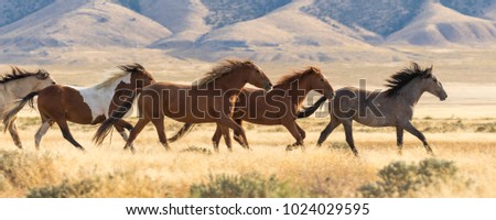 Wild Horses Running