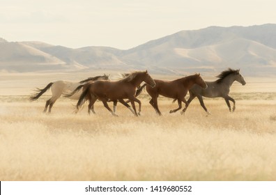 Wild horses Running Across the Utah Desert