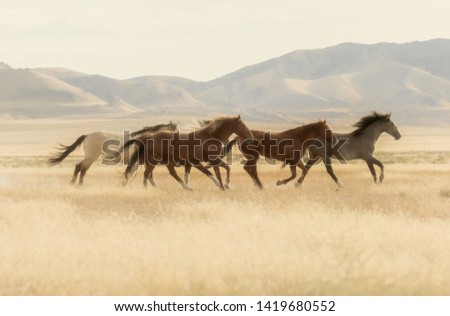 Wild horses Running Across the Utah Desert