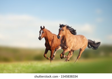 Wild Horses Running In The Field In Summer