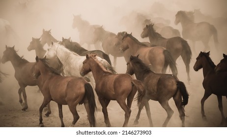 Wild horses running and kicking up dust. Yilki horses are wild horses with no owners in Kayseri, Turkey