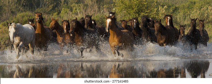 Wild Horses Running In Water