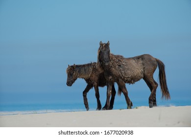 Wild Horses Of Sable Island