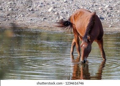 Wild Horses Of Salt River, Arizona